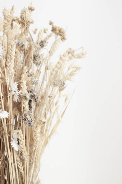 ramo de flores secas y cereales - dried plant fotografías e imágenes de stock