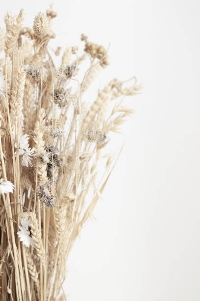 Bouquet of dried flowers and cereals Close up of bouquet of dried flowers and cereals on white background with copy space Dried Plant stock pictures, royalty-free photos & images