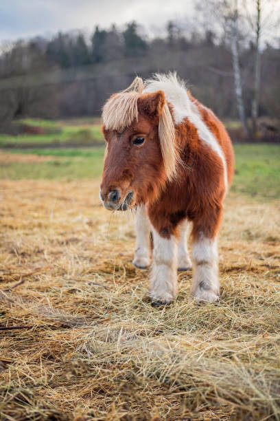istock Cute Shetland pony eating hay 1357638108