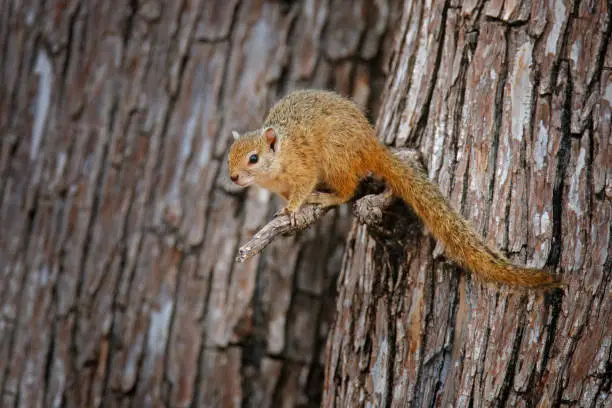 Smith's bush squirrel, Paraxerus cepapi, cute animal on the tree trunk in the forest, Mana Pools NP in Zimbabwe. Yellow-footed squirrel in the nature habitat in Africa.