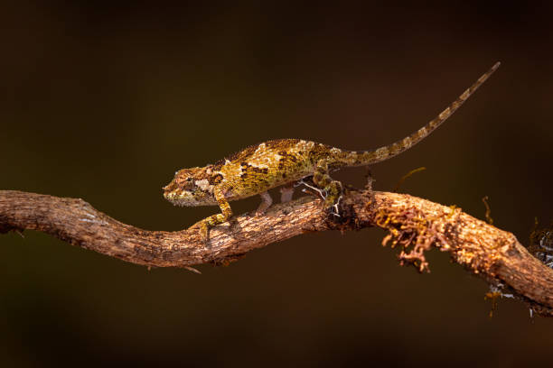 istock Trioceros balebicornutus, Bale Mountains Two-horned Chameleon, endemic reptile lizard from Harenna forest, Bale Mountains NP in Ethiopia. Rare cute lizard from Africa, walk on the tree branch. 1357639951