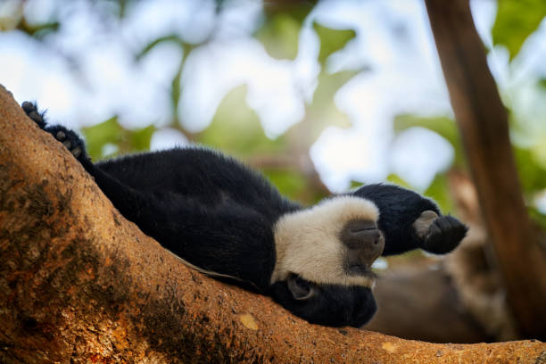 木の幹に猿の休息リラクゼーション休憩。 エチオピアのベール山脈np、ハレナの森から白黒コロバスサル。ゲラザ睡眠、暗い森の木の生息地。野生動物の自然。 - white nosed ストックフォトと画像