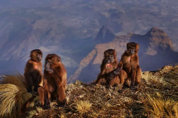 Group of young monkeys on the top of the hills. Gelada Baboon, Theropithecus gelada, Simien mountains NP, monkey behaviour, from Ethiopia. Cute animal from Africa. Cute endemic mamm