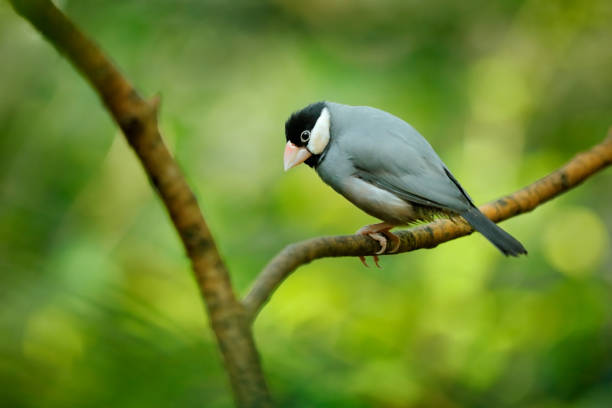 istock Java sparrow, Padda oryzivora, grey bird sitting on the branch in the forest habitat. Sparrou from Java island in Indonesia, Asia. Widlife nature, bird in green vegetation. 1357640077