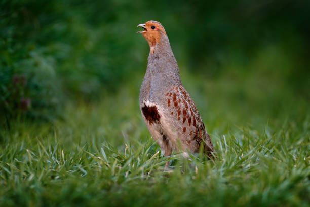 Partridge with open bill in the green grass. Grey partridge, Perdix perdix, bird in habitat. Animal in the nature meadow. Detail portrait of Grey partridge from Germany, wildlife nature in Europe. Partridge with open bill in the green grass. Grey partridge, Perdix perdix, bird in habitat. Animal in the nature meadow. Detail portrait of Grey partridge from Germany, wildlife nature in Europe. perdix stock pictures, royalty-free photos & images