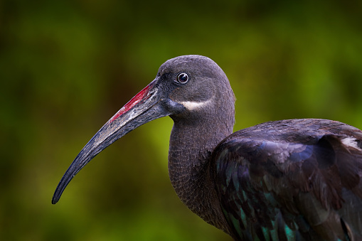 Detail portrait Hadada Ibis, Bostrychia hagedash, bird with long bill sitting on the branch, in the nature habitat, Lake Awassa, Ethiopia. Rare bird from nature, forest in the background.