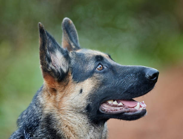 istock Shot of an adorable german shepherd sitting in a forest 1357641817