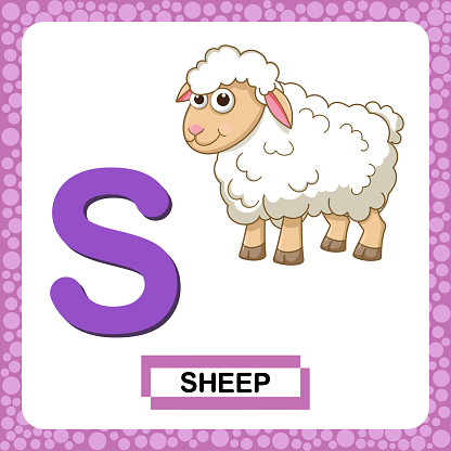 Letter S uppercase with cute cartoon Sheep or Lamb isolated on white background. Funny colorful flashcard Zoo and animals ABC alphabet. Education card for kids learning English vocabulary.Vector EPS10