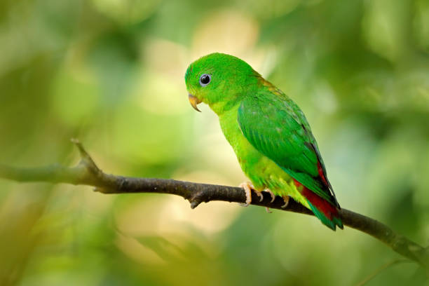 istock Blue-crowned hanging parrot, Loriculus galgulus, small mainly green parrot found, forest lowlands in southern Burma and Thailand in Asia. Green bird in the nature habitat. 1357644317