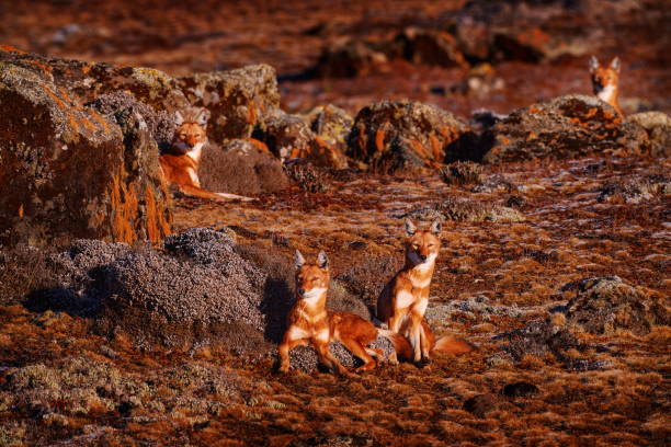 Ethiopian wolf, Canis simensis, pack in the nature. Ethiopian wolf, Canis simensis, pack in the nature.
Bale Mountains NP, in Ethiopia. Rare endemic animal from east Africa. Wildlife nature from Ethiopia. wolf snout pictures stock pictures, royalty-free photos & images