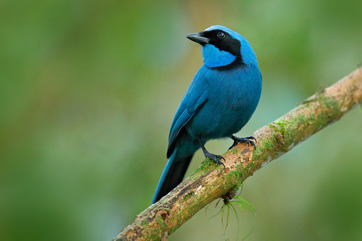 Turquoise jay, Cyanolyca turcosa, detail portrait of beautiful blue bird from tropic forest, Guango, Ecuador. Close-up bill portrait of jay in the dark tropic forest.