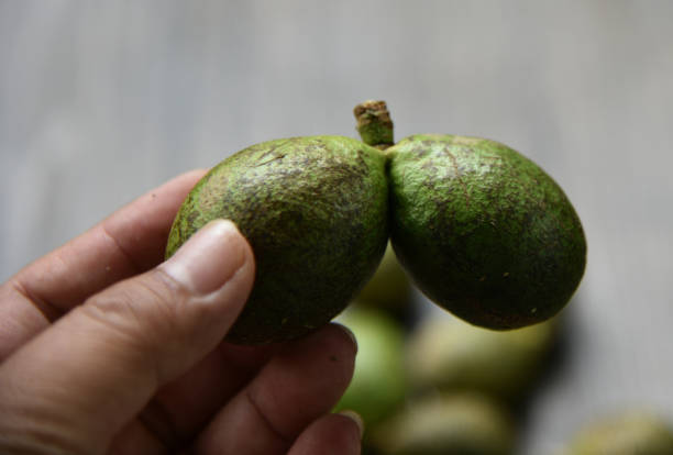 istock Pometia pinnata, Matoa 1357645460