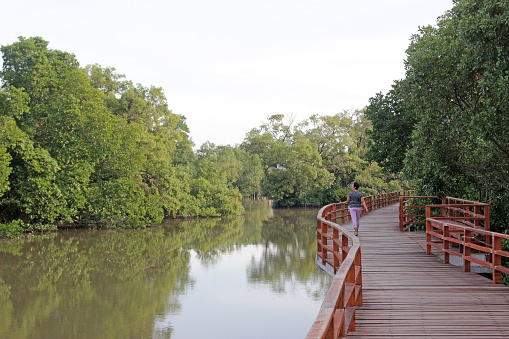 Rayong, Thailabd - 26th November, 2021: A woman walks alone along a raised walkway next to a river and forest in a nature reserve area opened to the public