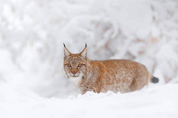 istock Snow lynx, Austria winter wildlife. 1357645666
