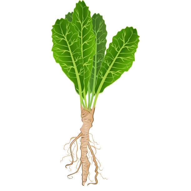 Horseradish root with green tops. Vector illustration Horseradish root with green tops. Vector illustration horseradish stock illustrations