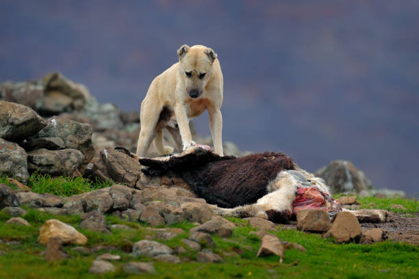 kangal dog, originou-se nos balcãs como um cão guardião da montanha. cachorro grande com carcaça de ovelha, esqueleto ensanguentado com pele.  montanha rochosa, habitat natural, madzarovo, bulgária, rhodopes. - rocky mountain sheep - fotografias e filmes do acervo