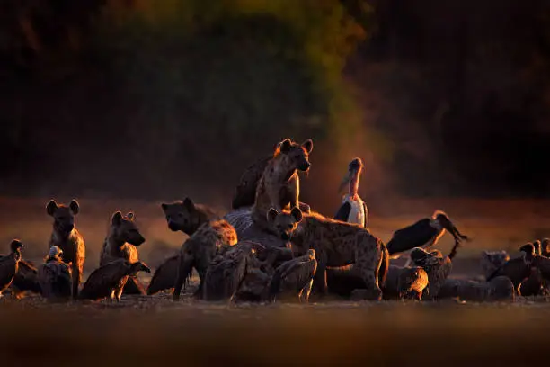 Dead elephant. Africa wildlife. spotted hyena, Crocuta crocuta, pack with elephant carcass, Mana Pools NP, Zimbabwe in Africa. Animal behaviour, dead elephant with hyenas and vultures. Morning light in nature.