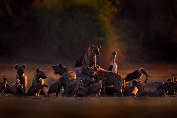 elefante morto. áfrica vida selvagem. hiena manchada, crocuta crocuta, embalar com carcaça de elefante, mana pools np, zimbábue na áfrica. comportamento animal, elefante morto com hienas e abutres. luz da manhã na natureza. - hiena - fotografias e filmes do acervo