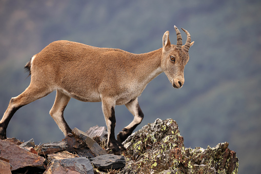 Ibex or Iberian ibex (Capra pyrenaica)