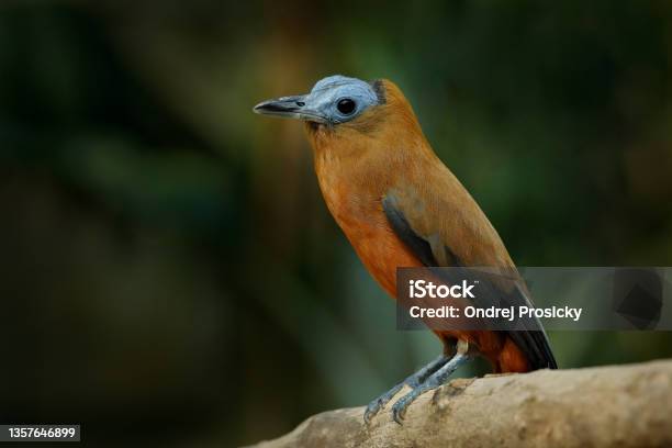 Capuchinbird Perissocephalus Tricolor Large Passerine Bird Of The Family Cotingidae Wild Calfbird In The Nature Tropic Forest Habitat Bird Sitting On The Branch In Jungle Brazil South America Stock Photo - Download Image Now