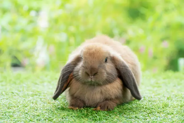 Adorable fluffy baby brown bunny rabbit sitting on green grass over natural background. Furry cute wild-animal single at outdoor. Easter animal concept.
