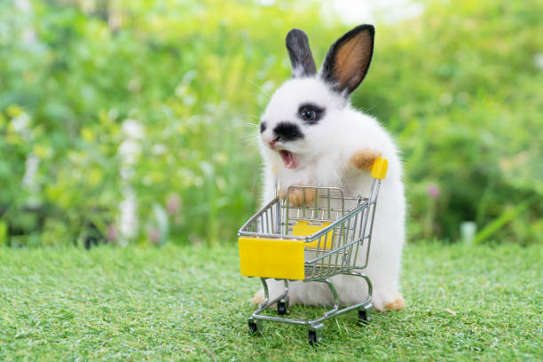 istock Adorable baby rabbit white black pushing empty yellow shopping basket cart while walking on green grass over nature background. Easter holiday bunny animal and shop online concept. 1357647439