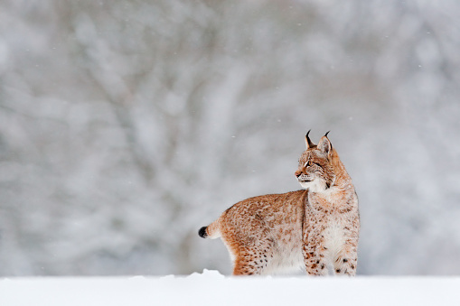 Winter wildlife in Europe. Lynx in the snow, snowy forest in February. Wildlife scene from nature, Germany. Winter wildlife in Europe.