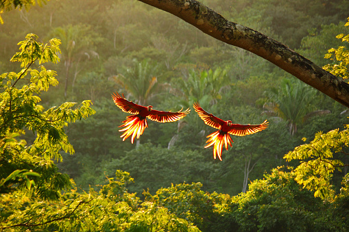 Two wild scarlet macaws flying backlit by sunset