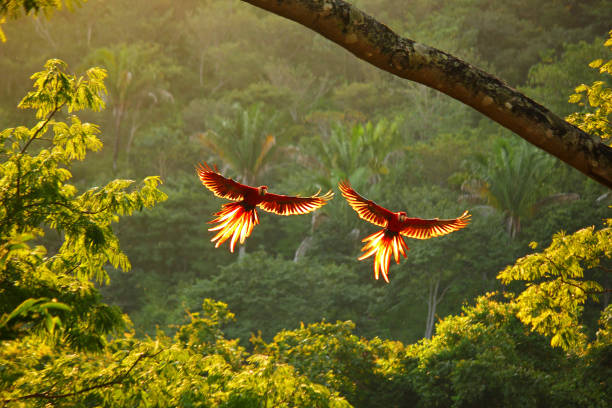 Scarlet macaws in flight Two wild scarlet macaws flying backlit by sunset scarlet macaw stock pictures, royalty-free photos & images