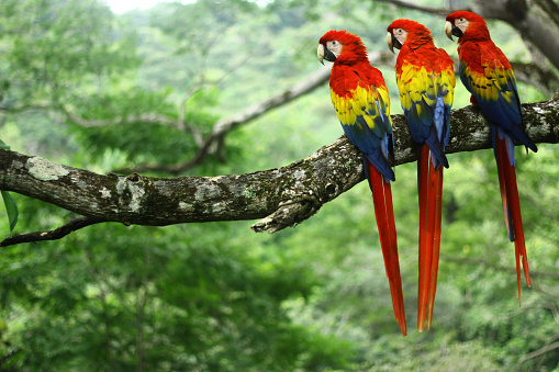 Three wild scarlet macaws on a branch