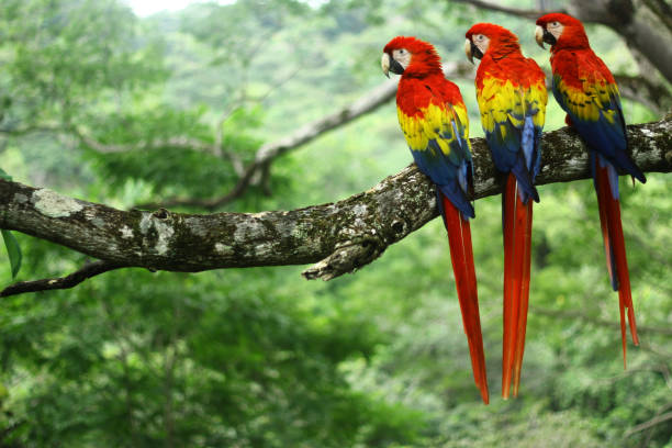 นกมาคอว์สามตัวบนกิ่งไม้ - scarlet macaw ภาพสต็อก ภาพถ่ายและรูปภาพปลอดค่าลิขสิทธิ์