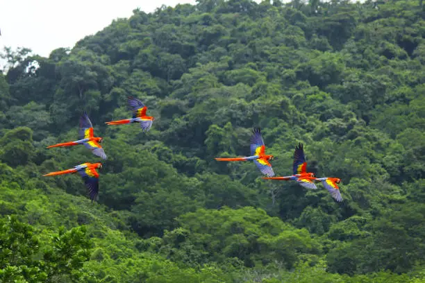 Wild scarlet macaws flying over a valley