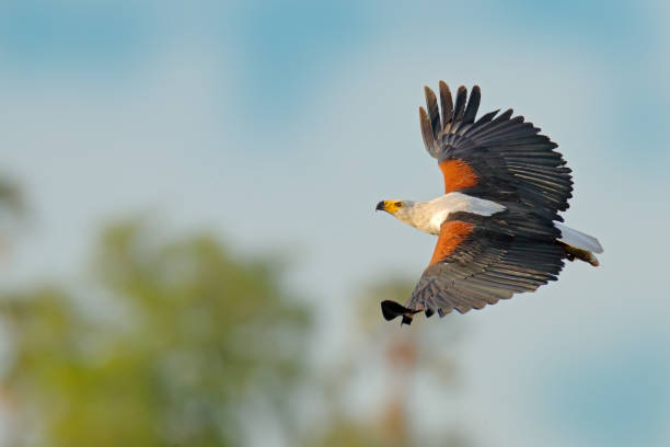 istock African Fish-eagle, Haliaeetus vocifer, brown bird with white head fly. Eagle flight above the lake water. Wildlife scene from African nature, Okavango delta, Botswana, Africa. 1357649549