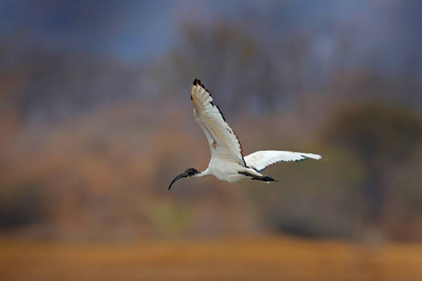 ibis flug. wildlife-szene aus chobe, botswana. heiliger ibis, threskiornis aethiopicus, weißer vogel mit schwarzem kopf. ibis füttert futter im see. - animal beak bird wading stock-fotos und bilder