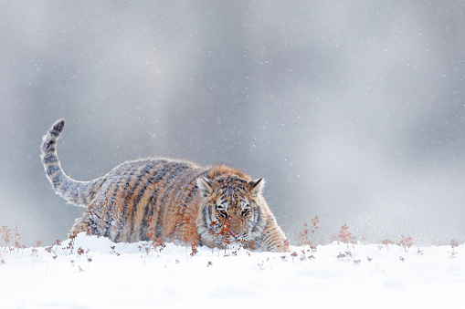 Tiger in wild winter nature, running in the snow. Siberian tiger, Panthera tigris altaica. Snowflakes with wild cat. Action wildlife scene with dangerous animal. Cold winter in taiga, Russia.