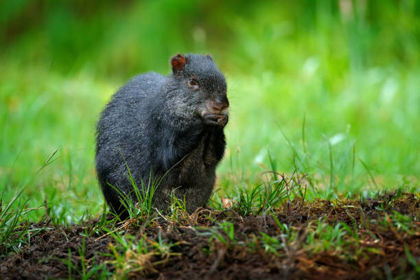 agouti na natureza. detalhe retrato da cabeça de agouti. agouti negro, dasyprocta fuliginosa, sumaco, equador. animal bonito no habitat da natureza, floresta trópico escura. vida selvagem no equador. - fuliginosa - fotografias e filmes do acervo