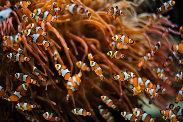 istock Clown Anemonefish Amphiprion ocellaris 1357649851