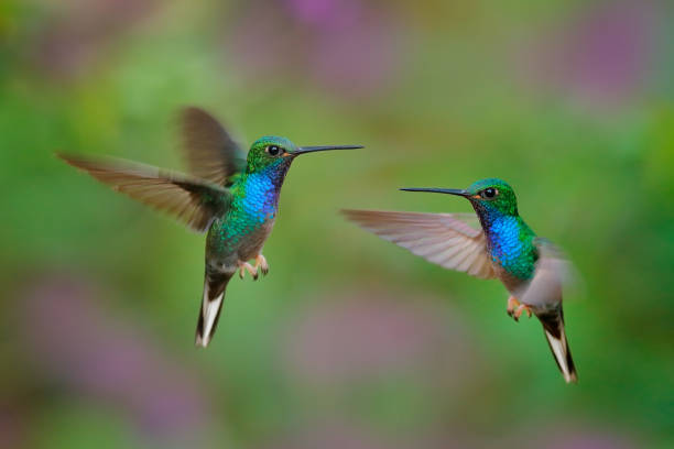 green-backed hillstar, urochroa bougueri leucura, green blue hummingbird from san isidro in ecuador. two birds fly fight in the tropic forest. hummingbirds flight in nature habitat. - bestuiving fotos stockfoto's en -beelden