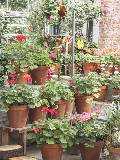 istock Various flowers and herbs in terracotta pots. 1357651048
