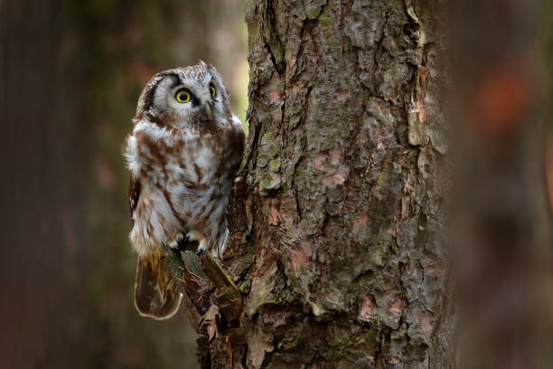 istock Boreal owl, Aegolius funereus, sitting on old tree trunk with clear green forest in background. 1357651539