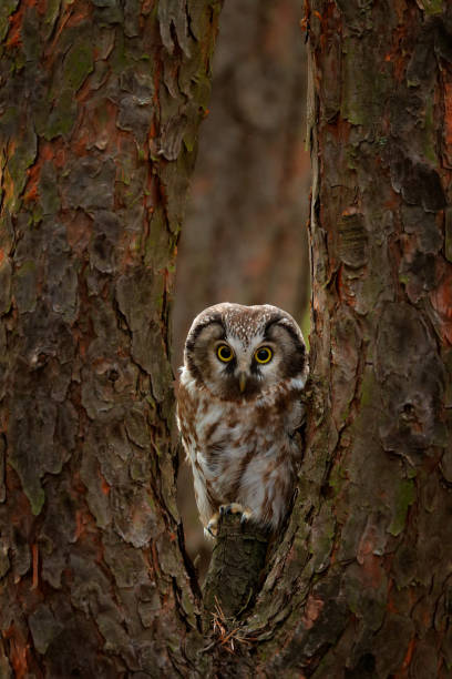 istock Boreal owl, Aegolius funereus, sitting on old tree trunk with clear green forest in background. 1357651546