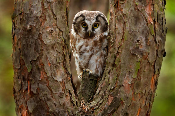 istock Boreal owl, Aegolius funereus, sitting on old tree trunk with clear green forest in background. 1357651549