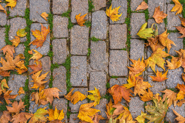 istock autumn leaves on a stone wall 1357652468