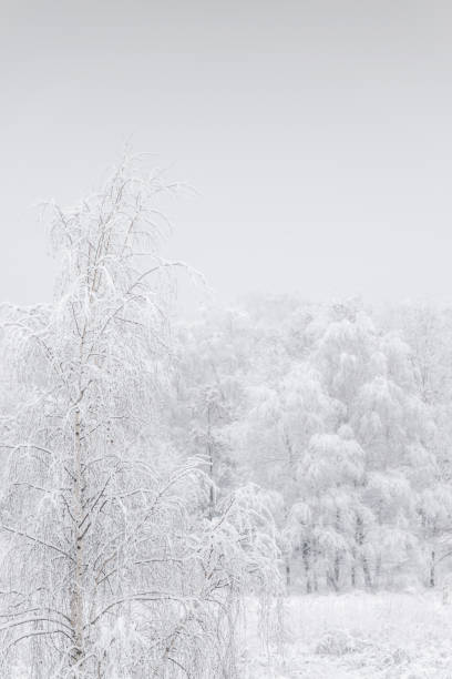 istock Snow capped branches of trees 1357653523