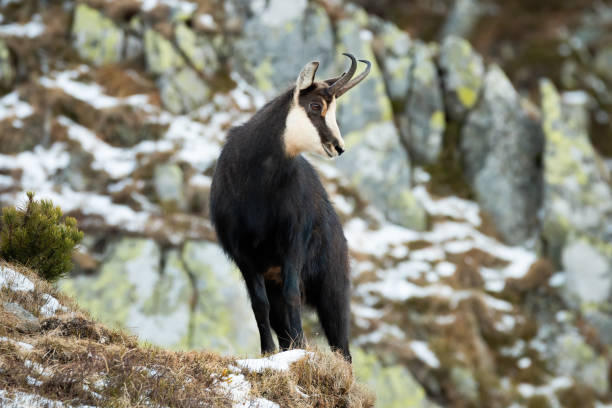istock Tatra chamois standing on rocks in winter 1357653586