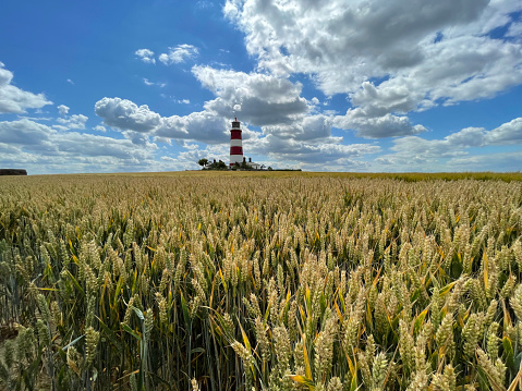 Happisburgh Lighthouse, North Norfolk with field in the summer
