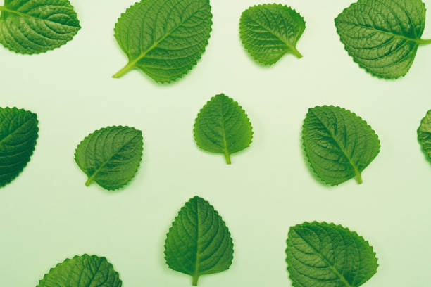 istock Top view of eatable leaf set  on color background 1357654031