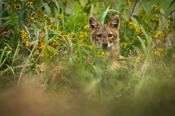 Golden jackal peeking out of long grass in summer. stock photo