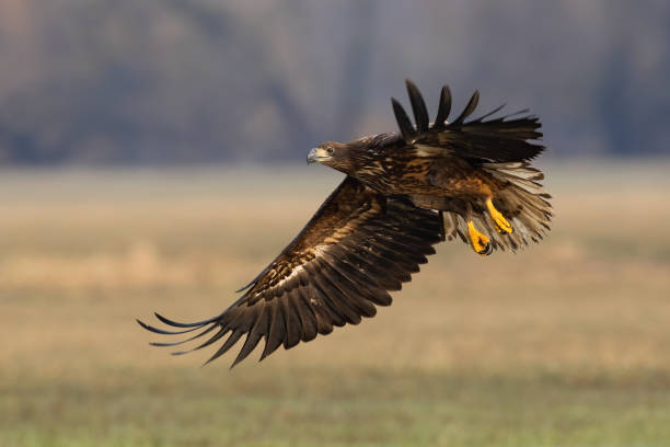 istock Young white-tailed eagle landing on field in autumn 1357654884