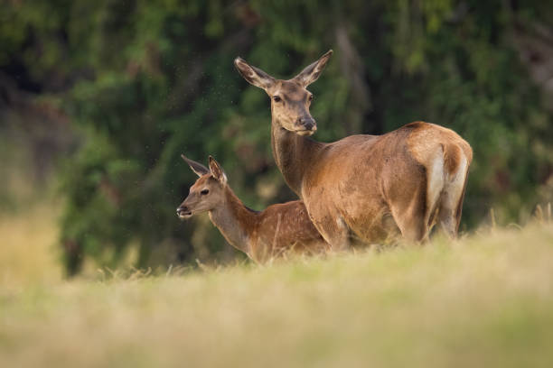 istock Two red deer standing on field in summertime nature 1357654965